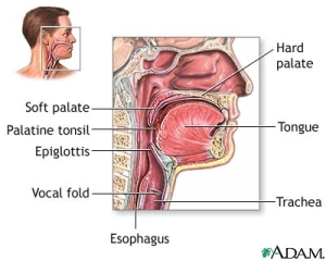 throat-anatomy