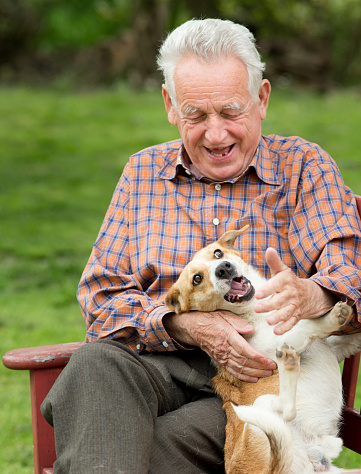 do old dogs recover from strokes